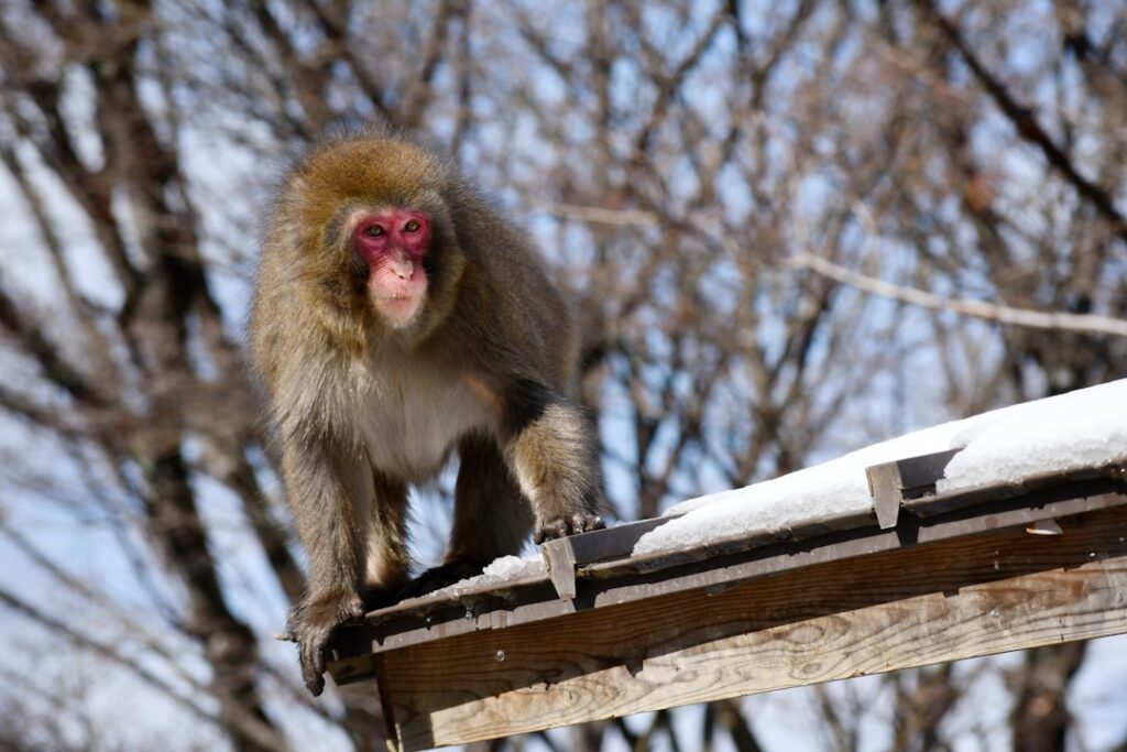 Photo Wildlife crossing