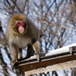 Photo Wildlife crossing